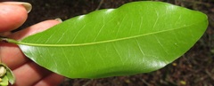 Uvaria caffra