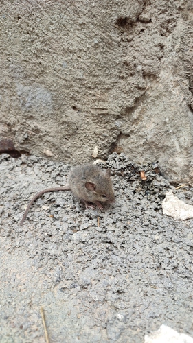Domaći miš (Mus musculus)