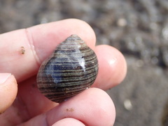 Littorina littorea