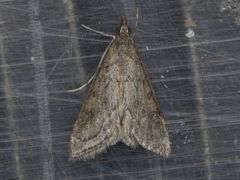 Pyrausta napaealis