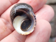 Littorina littorea