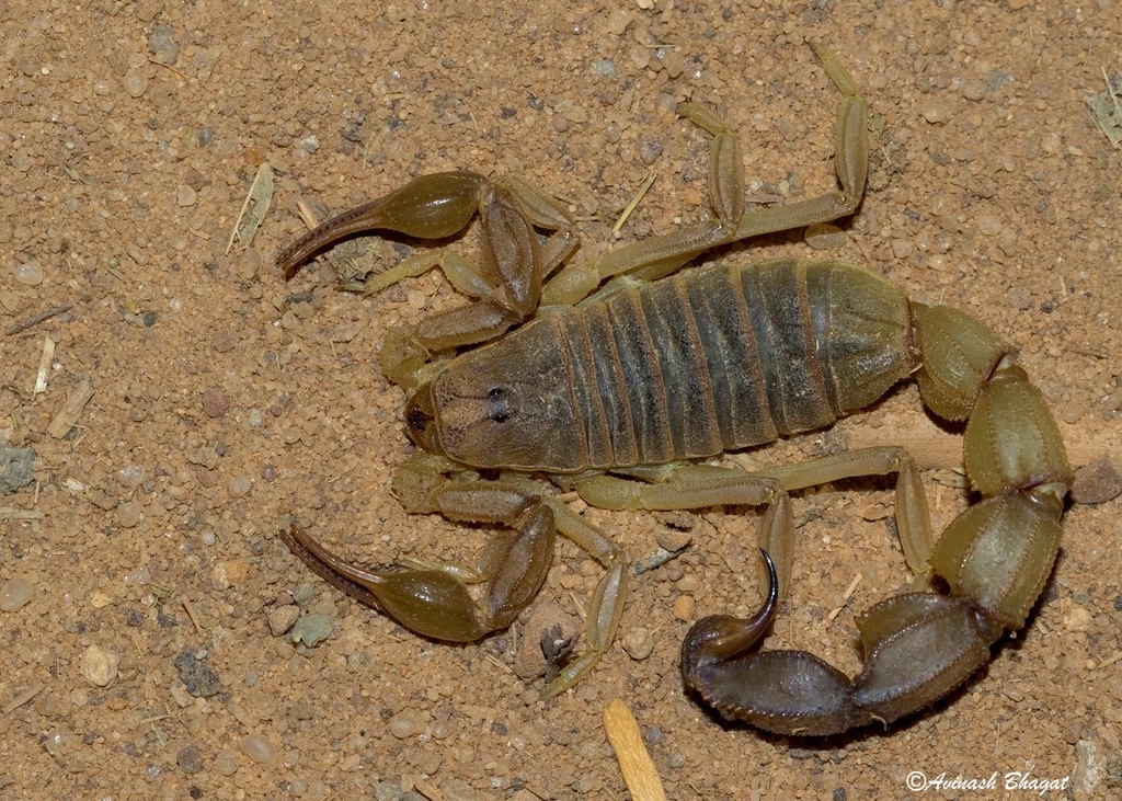 Androctonus finitimus from Hobay-Lodai Road, Near kanshvti Dam, Kutch ...