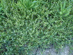 Plagiobothrys acanthocarpus