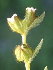 Plagiobothrys acanthocarpus