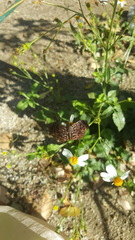 Cycloglypha thrasibulus thrasibulus