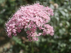 Pimpinella major