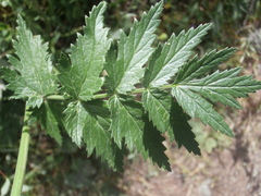 Pimpinella major