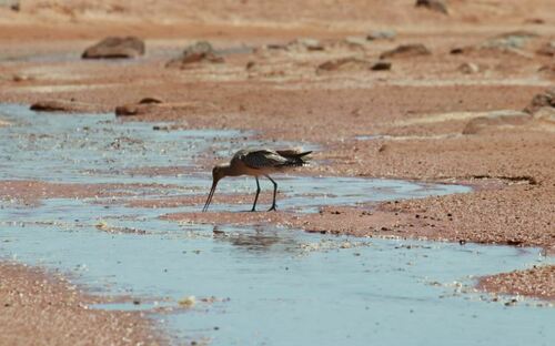 Bar-tailed Godwit