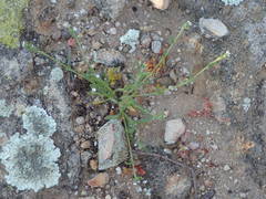 Plagiobothrys collinus