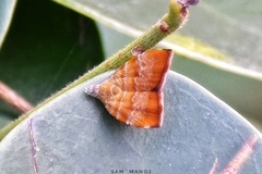 Choreutis achyrodes