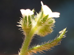 Plagiobothrys collinus