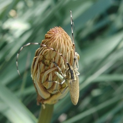 Agapanthia asphodeli