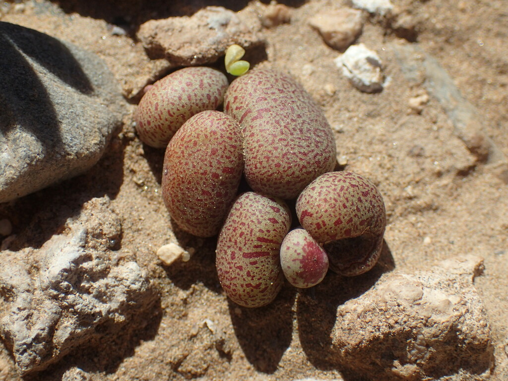 Tylecodon schaeferianus, Luderitz, NA-KA, NA