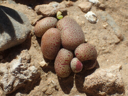 Tylecodon schaeferianus