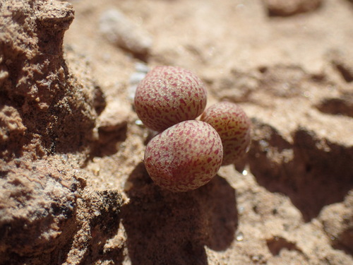 Tylecodon schaeferianus