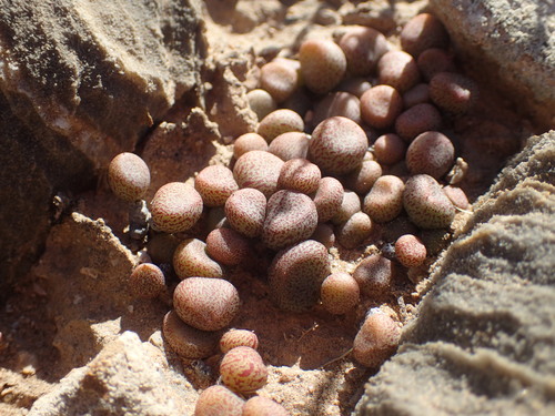 Tylecodon schaeferianus
