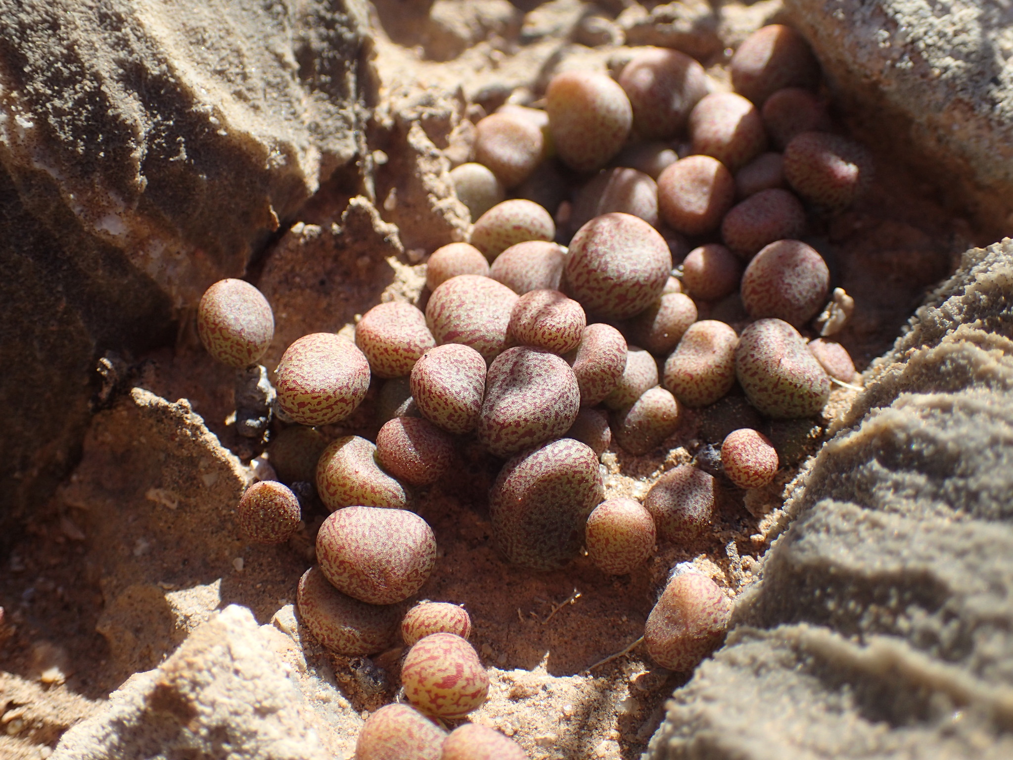 Tylecodon schaeferianus (Dinter) Toelken 3