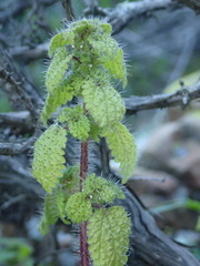 Hesperocnide tenella