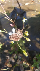 Cycloglypha thrasibulus thrasibulus