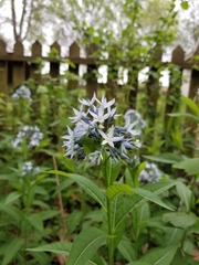 Amsonia