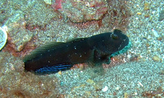 Cryptocentrus fasciatus