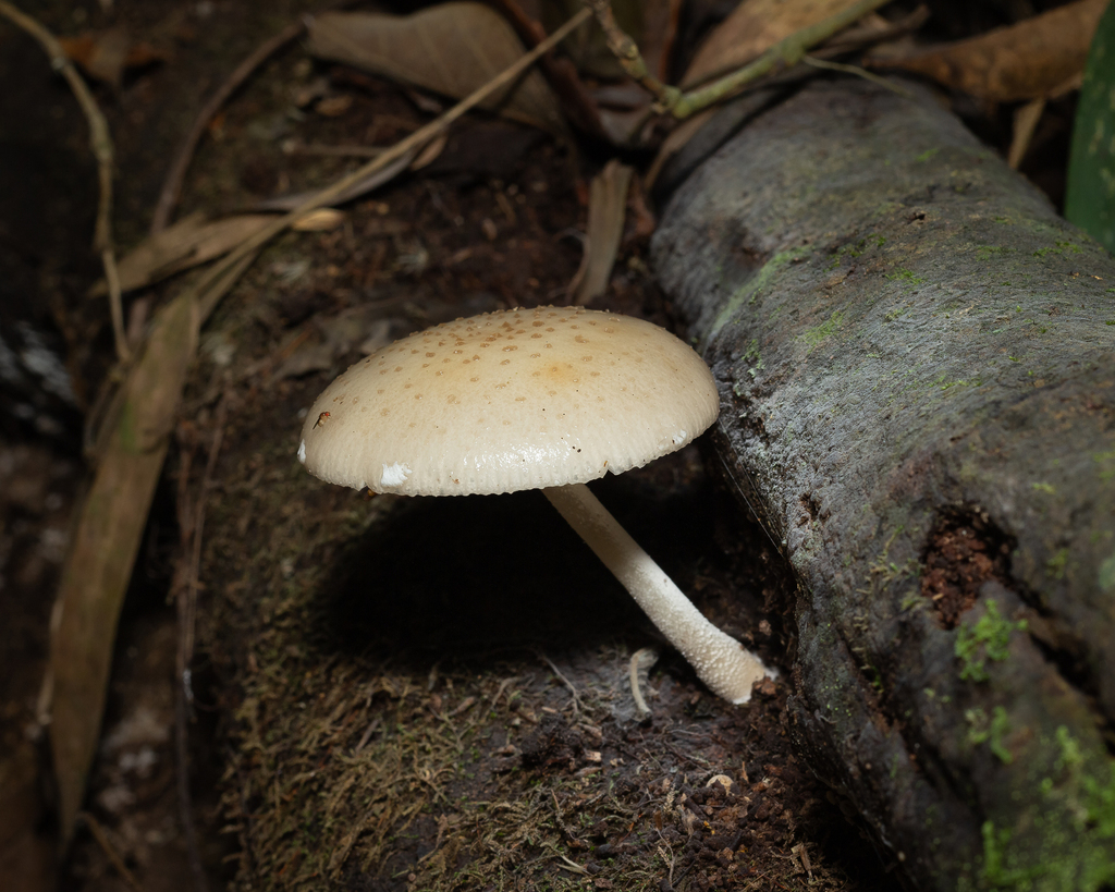 Oudemansiella cubensis · September 2023 · photo: © deniszabin (iNaturalist, cc-by)