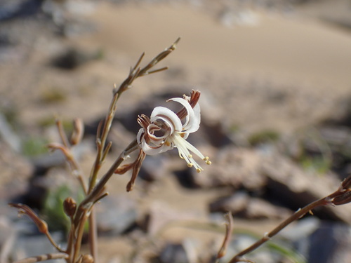 Trachyandra bulbinifolia