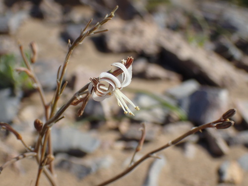 Trachyandra bulbinifolia