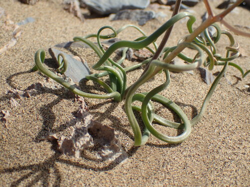 Trachyandra bulbinifolia