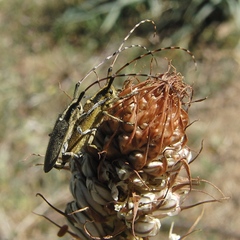 Agapanthia asphodeli