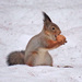 Eurasian Red Squirrel - Photo (c) Иван Матершев, some rights reserved (CC BY-NC), uploaded by Иван Матершев