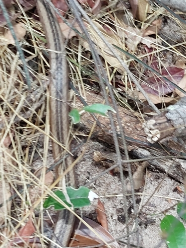 Northern Pencil Snake