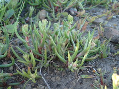 Dudleya multicaulis