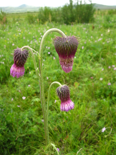 Cirsium pendulum iNat (2)