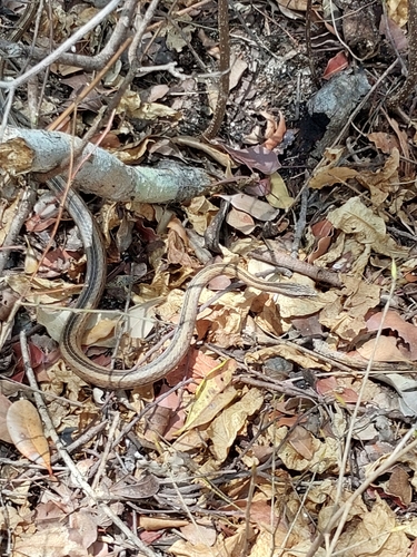 Northern Pencil Snake