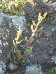 Dudleya multicaulis