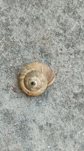 Južna livadnica (Cernuella cisalpina)