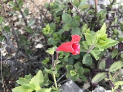 Penstemon baccharifolius