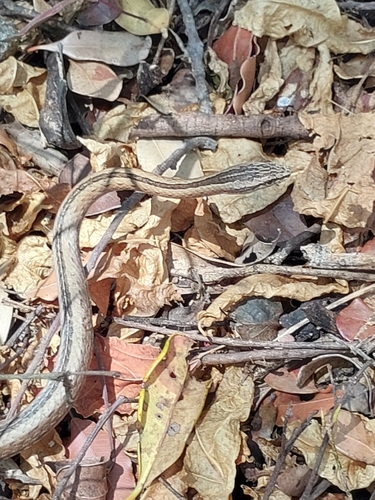 Northern Pencil Snake