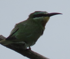 Merops persicus persicus