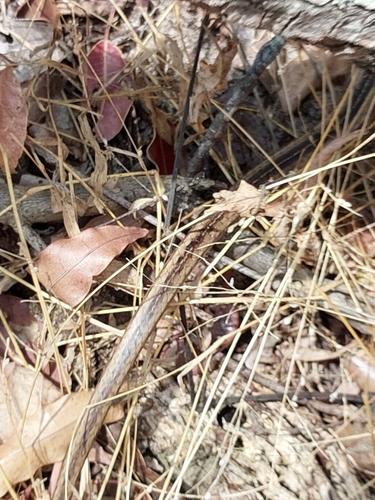 Northern Pencil Snake