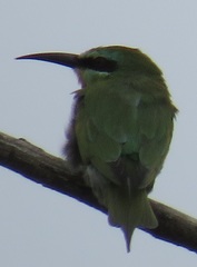 Merops persicus persicus