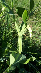 Lathyrus ochrus