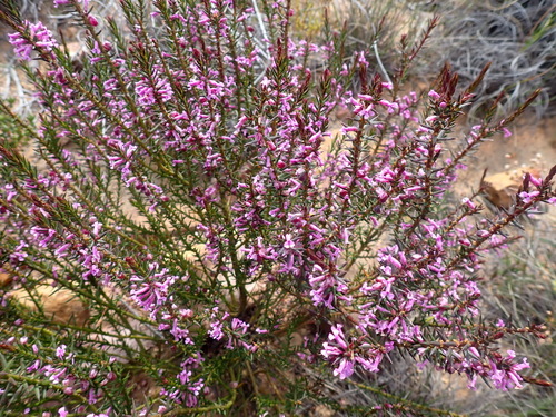 Image of Muraltia juniperifolia by (c) Nicola van Berkel, some rights reserved (CC BY-SA)