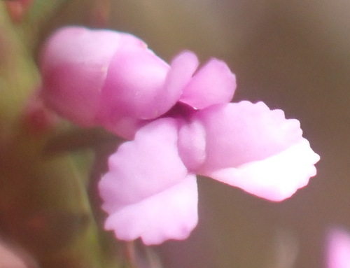 Juniper Purplegorse (Muraltia juniperifolia)