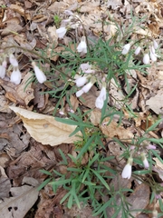 Cardamine concatenata