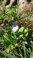 Veronica persica