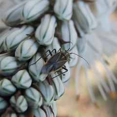 Horistus orientalis