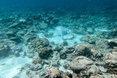 Pastinachus