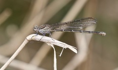 Argia translata